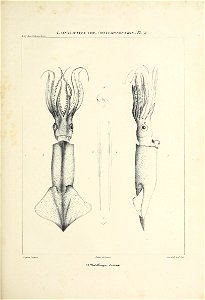 n268_w1150