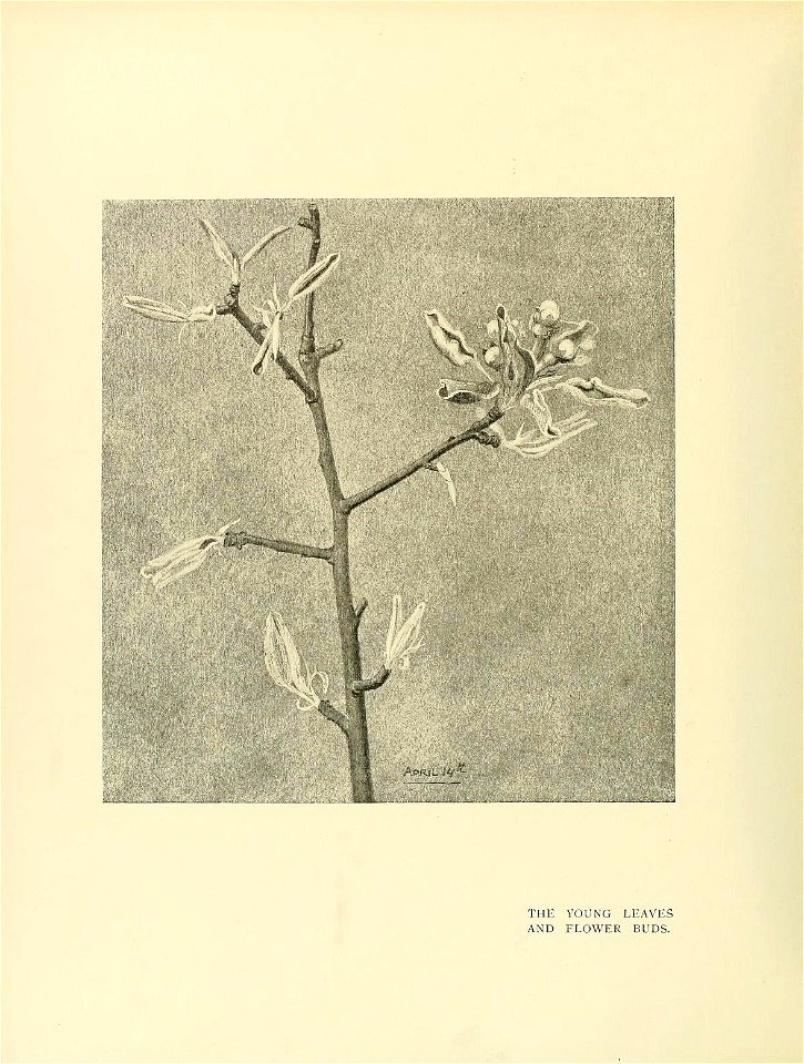 n255_w1150