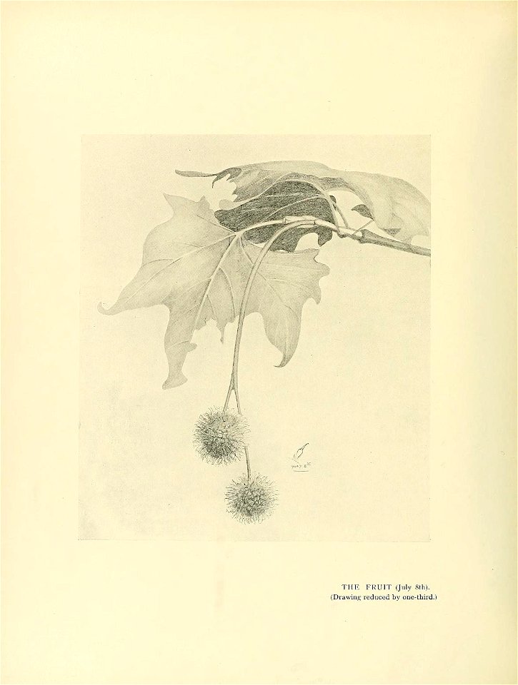n339_w1150