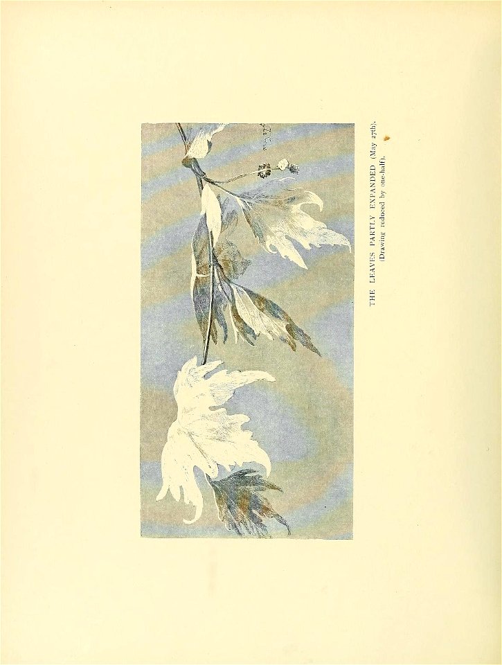n337_w1150