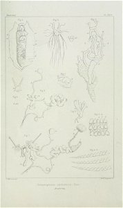 n574_w1150