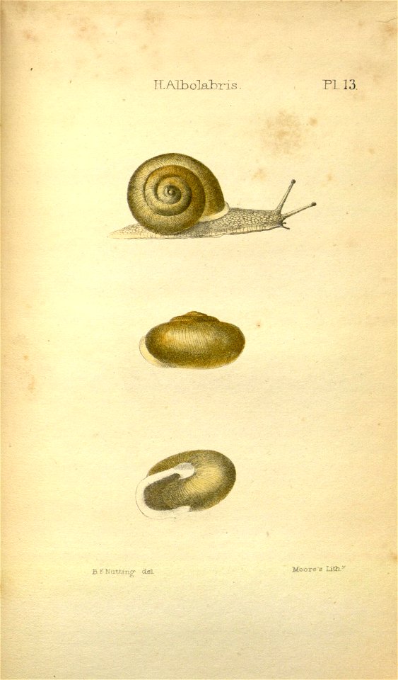 n551_w1150