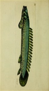 n43_w1150
