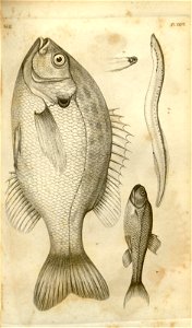 n562_w1150