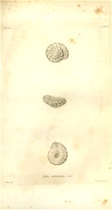 n561_w1150
