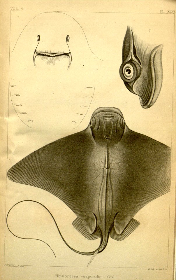 n597_w1150
