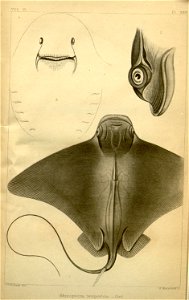 n597_w1150