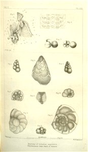 n459_w1150