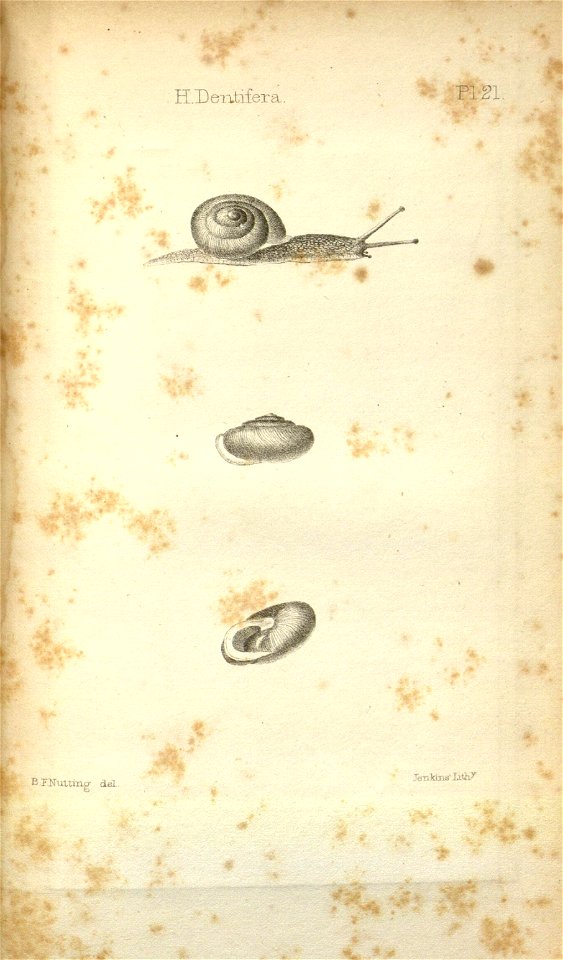 n559_w1150