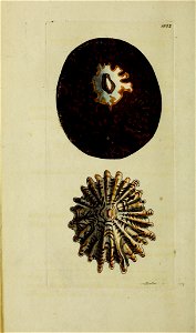 n187_w1150