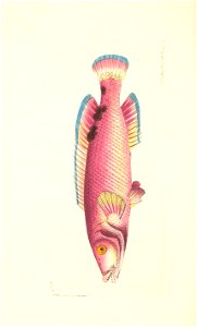 n39_w1150