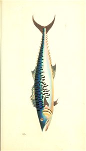 n63_w1150