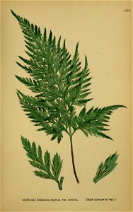 n452_w1150