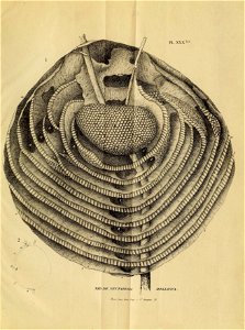 n598_w1150