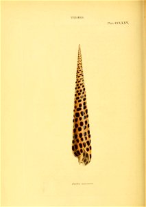 n545_w1150