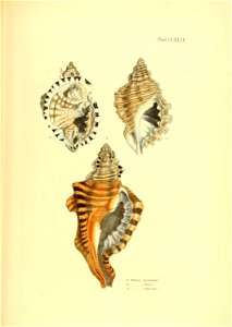 n436_w1150