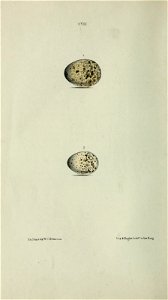 n115_w1150