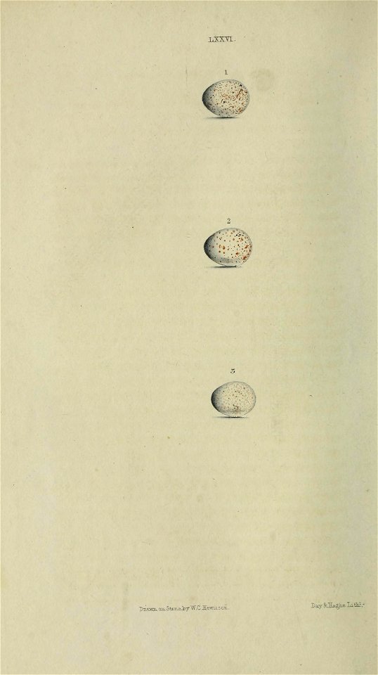 n185_w1150