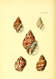 n531_w1150