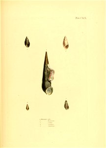 n264_w1150