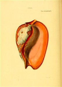 n575_w1150