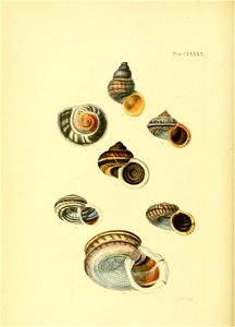 n219_w1150