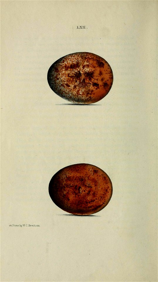 n55_w1150