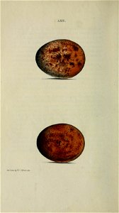 n55_w1150