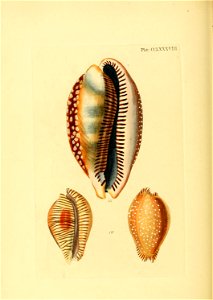 n589_w1150