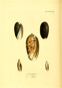 n539_w1150