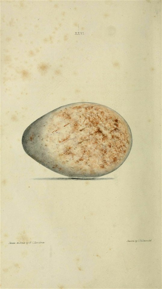 n43_w1150