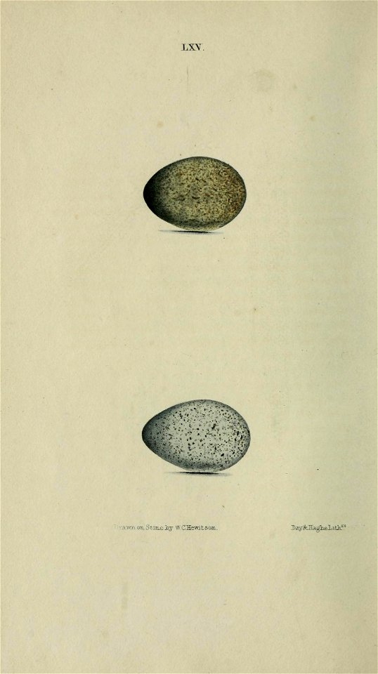 n243_w1150