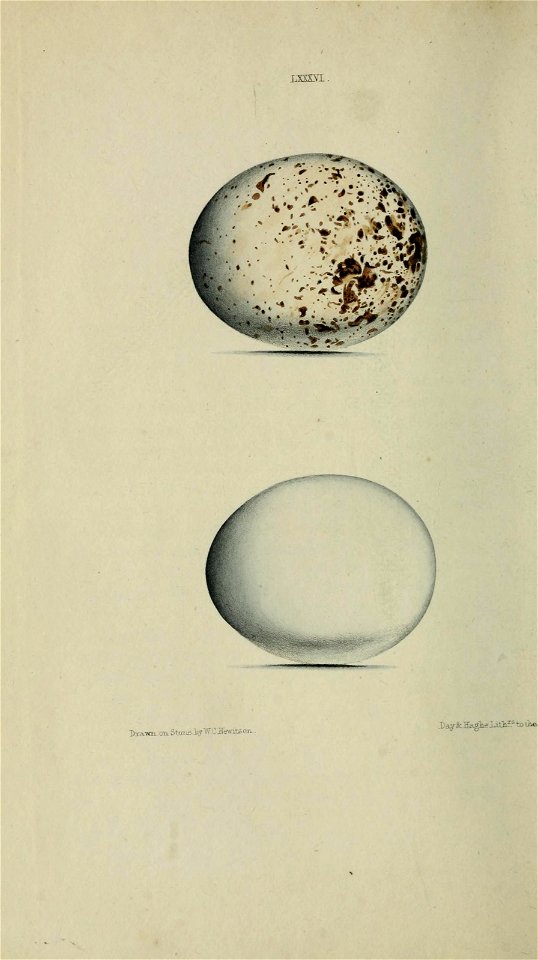 n87_w1150