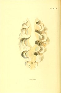 n339_w1150