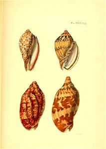 n568_w1150