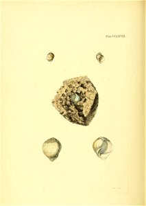 n517_w1150