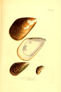n356_w1150
