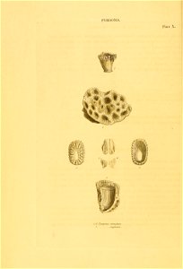 n55_w1150