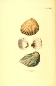 n297_w1150
