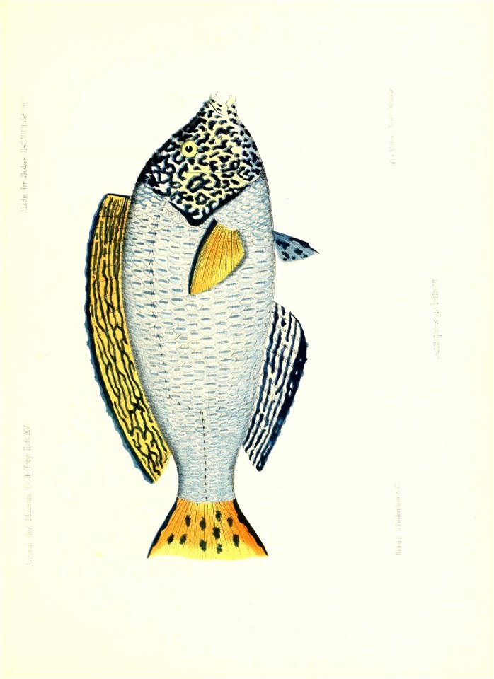 n256_w1150