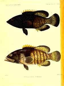 n150_w1150