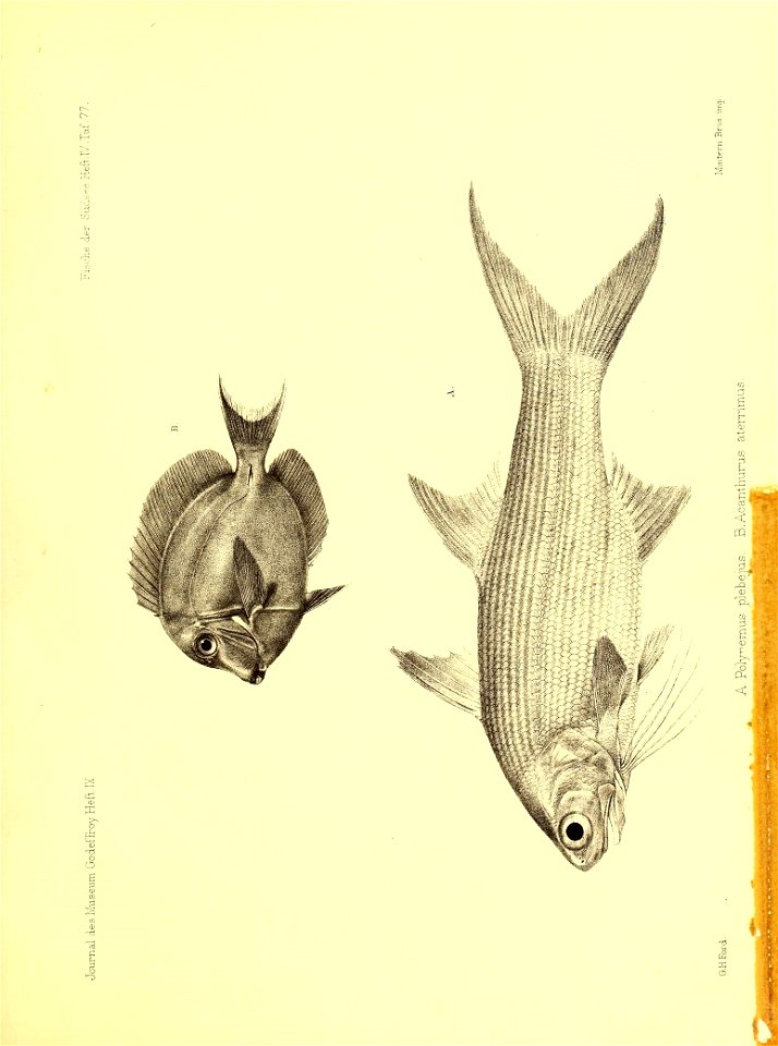 n298_w1150