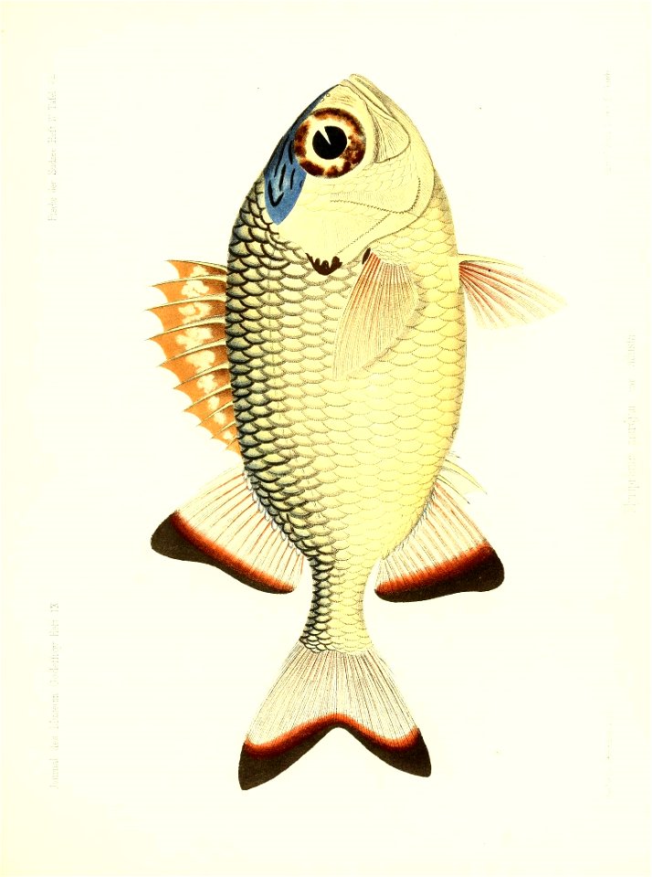 n268_w1150