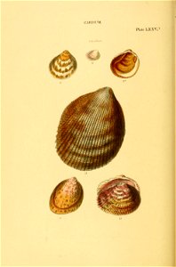 n261_w1150