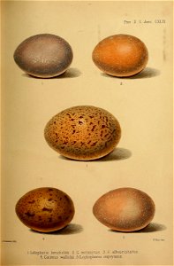 n154_w1150