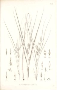 n156_w1150