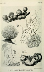 n11_w1150