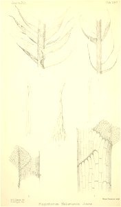 n261_w1150