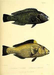 n204_w1150