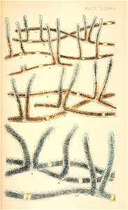 n528_w1150